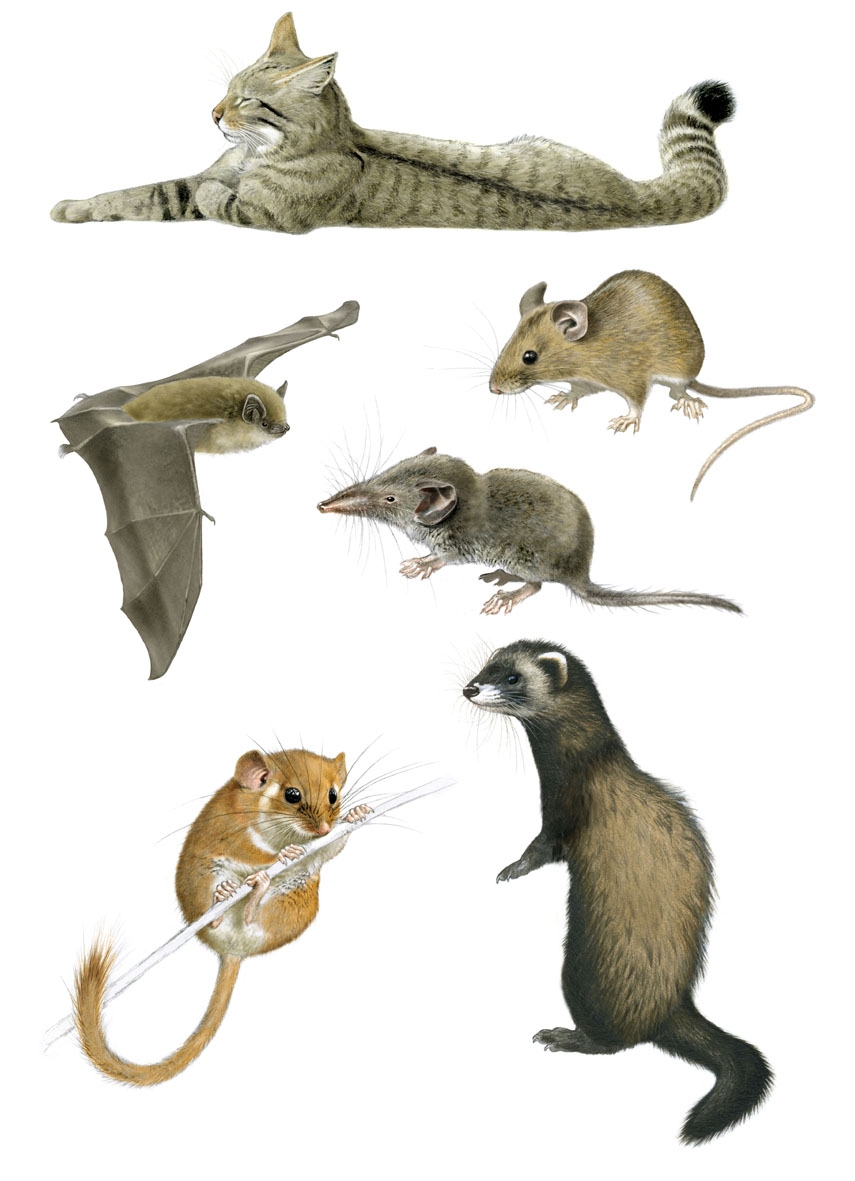 Siti di arte naturalistica